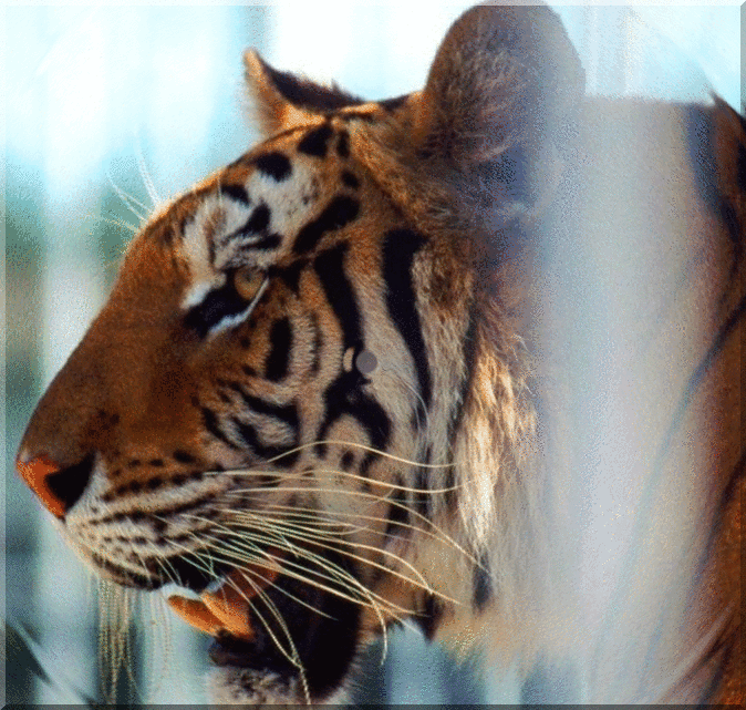 TIGRE